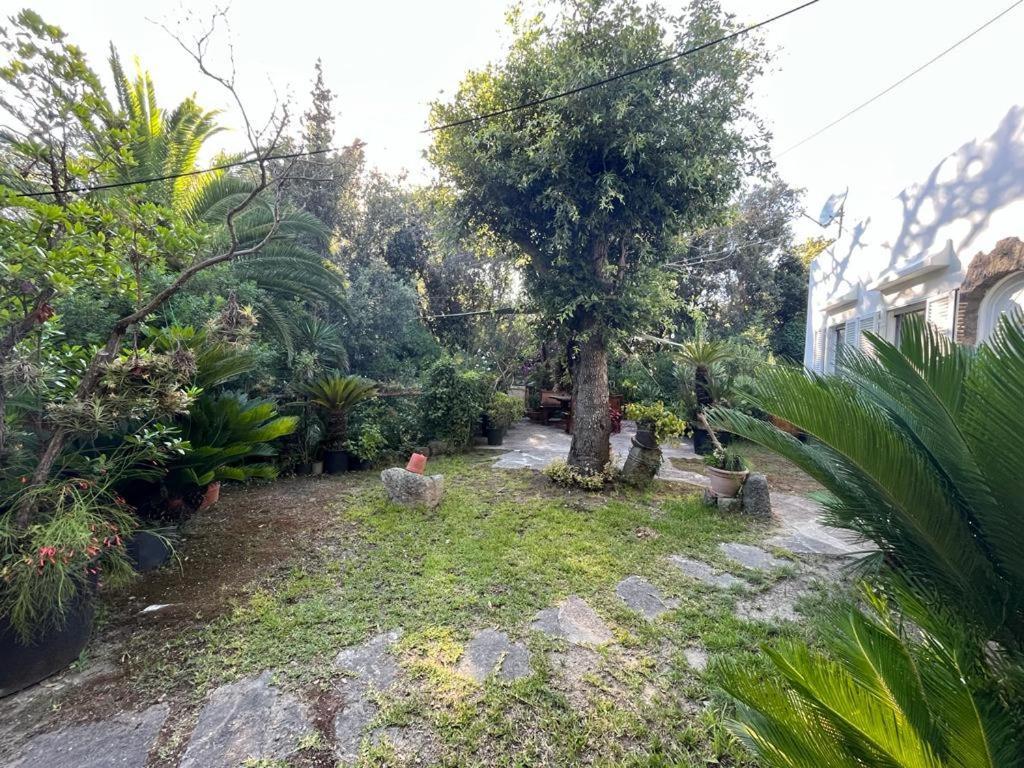 Le Dimore Di Zaro - Green Paradise Forio di Ischia エクステリア 写真