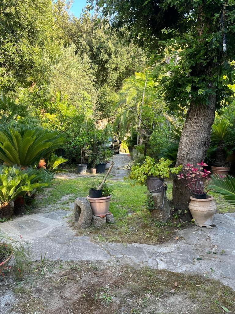 Le Dimore Di Zaro - Green Paradise Forio di Ischia エクステリア 写真